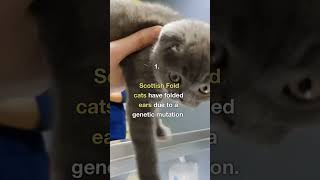 Facts for Scottish Fold Cats