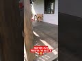 🔥 ЩЕНОК ЗАПАДНО-СИБИРСКАЯ ЛАЙКА РАБОТА ПО КОСТИ🔥😂 ПОДПИШИСЬ ПО-БРАТСКИ НА КАНАЛ 👉 СИБИРСКАЯ ТАЙГА®