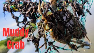 Florida Blue Crab, Catch and Cook