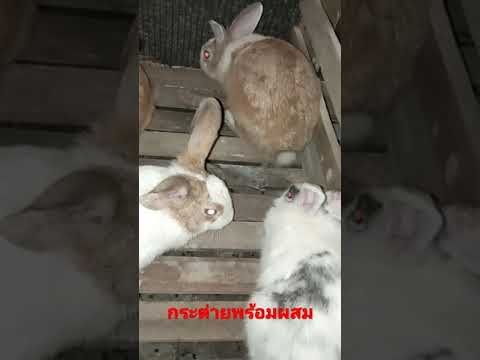 พ่อพันธุ์+แม่พันธุ์กระต่าย | สรุปข้อมูลที่สมบูรณ์ที่สุดเกี่ยวกับกระต่าย ... พ่อพันธุ์+แม่พันธุ์กระต่าย | สรุปข้อมูลที่สมบูรณ์ที่สุดเกี่ยวกับกระต่าย ...