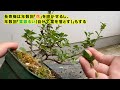 長寿梅の全葉刈りやってみた　Pruning Chojubai