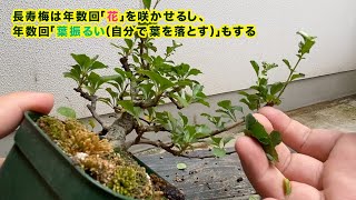 長寿梅の全葉刈りやってみた　Pruning Chojubai