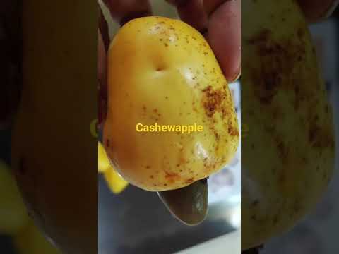 Video: Cashewfruit - Twee In één