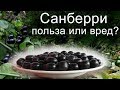 Ягода Санберри - как вырастить.  Часть 2.