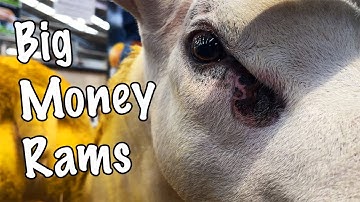 LAMBS SELL FOR OVER £100,000 AT SCOTTISH SALE