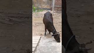 Din Bhar Hamare Gate Pass Me Rehtein Hain