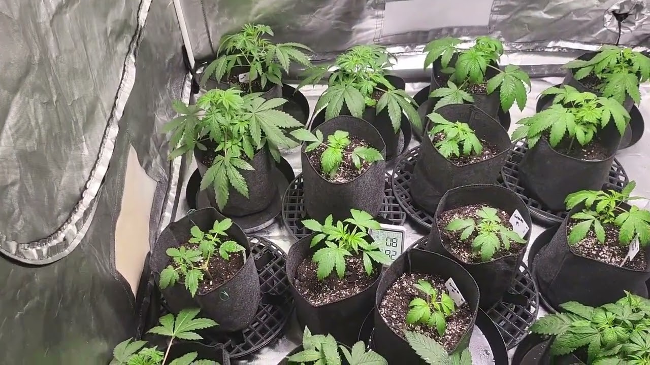 Cannabis Growlog #1 Seed to Harvest starting Week 3 Veg