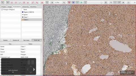 QuPath selection mode