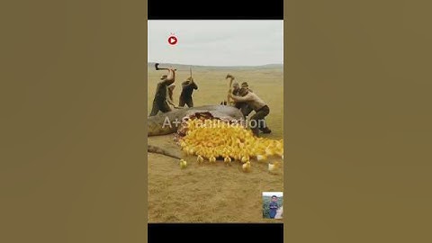 Rescue chickens from giant python#animals#shorts#shorts videos #funny