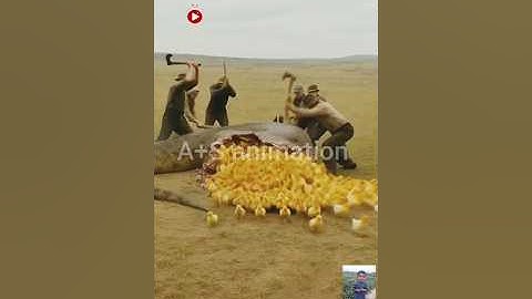 Rescue chickens from giant python#animals#shorts#shorts videos #funny