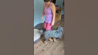 Charlie Recap: Potty Training and Greeting People