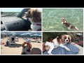 Köpeğimle Tatil,Deniz |Köpekle Yolculuk Nasıl?|How to travel with a dog-I did road trip with my dog