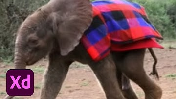 Live UI/UX Design with Lauren Watters - 3 of 3 | Adobe Creative Cloud