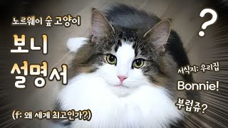 세계최고? 노르웨이숲 고양이 보니 설명서