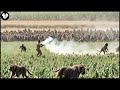How do hunters and georgia farmers deal with millions of wild boars monkey baboon