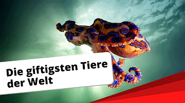 Was sind die giftigsten Tiere der Welt?