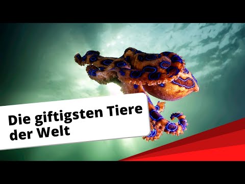 Top-10: Die giftigsten Tiere der Welt