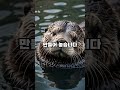바다 수달은 해초를 꼭 껴안고 잔다? 그들의 놀라운 생존 본능 #신기한 #잡학 #신기한 #잡학 #지식 #지식 #트리비아 #이슈
