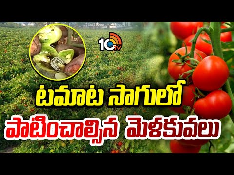 టమాట సాగులో పాటించాల్సిన మెళకువలు | Tomato Cultivation | Matti Manishi | 10TV News - 10TVNEWSTELUGU