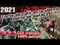 EL CORTE DE CAFÉ, UNA TRADICIÓN FAMILIAR EN OAXACA MEXICO