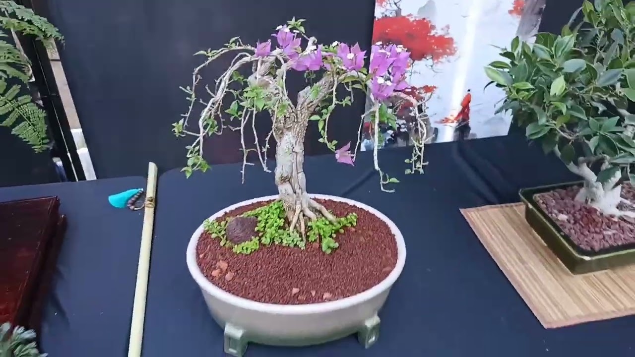 My first bonsai show- Bonsai from Scratch 🌲🌳