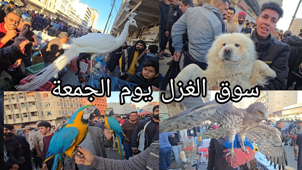 سوق الغزل يوم الجمعة في العراق بغداد انواع الحيوانات والطيور والأسماك 2025/3/14