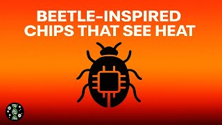 Beetle-Inspired Chips That See Heat