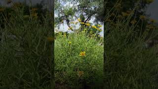 Why Skeleton Leaf Goldeneye Is A Texas Tough Plant