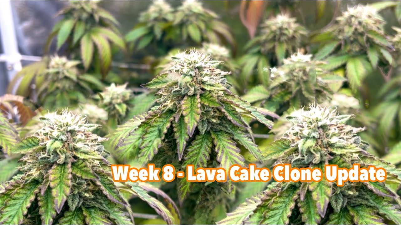 Week 8 Cannabis Flower 🔥 Lava Cake Clone - Indoor Cannabis Grow | Ft. Spider Farmer
