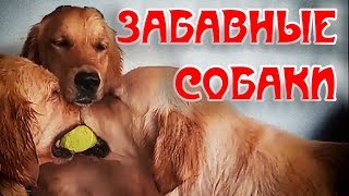 Подборка видео с забавными собаками смешные собаки funny dogs compilation challenge забавные животны