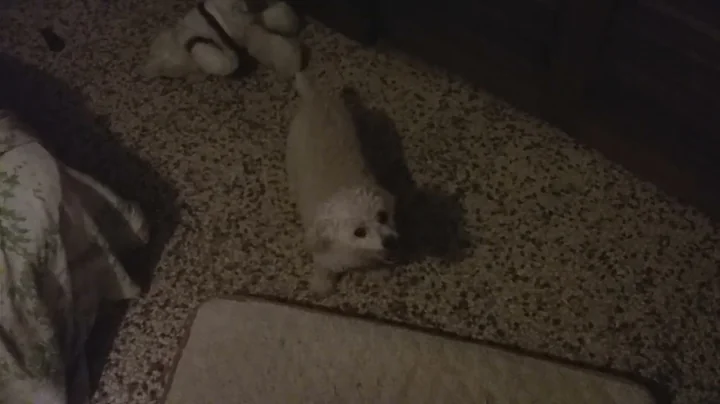 Untitled video