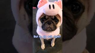 But No Pig Suit, Right?