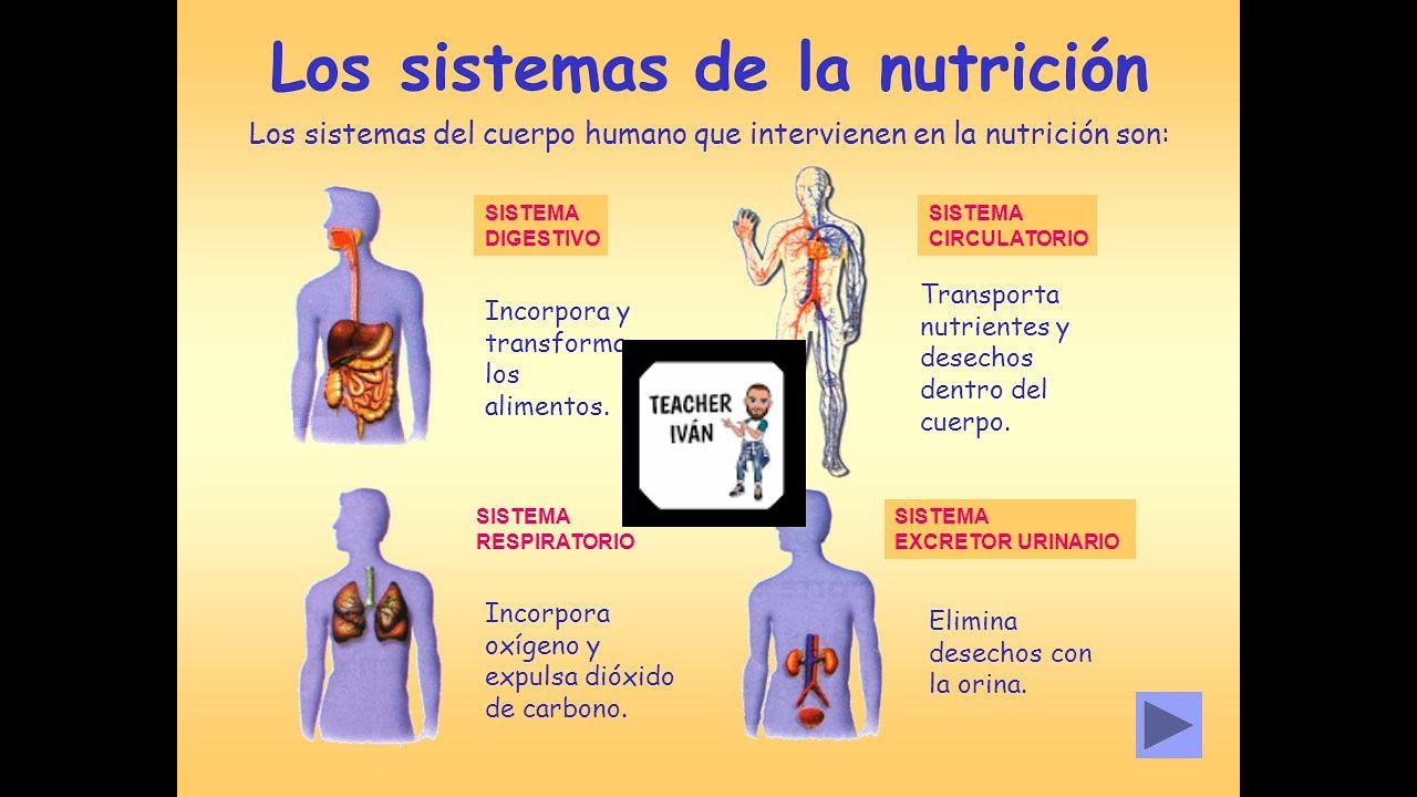 Aparatos Y Sistemas De La FunciÓn De NutriciÓn Youtube