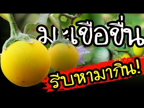 รีบหามากิน!! "มะเขือขี่น" สรรพคุณสุดเจ๋ง วิตามินเพียบ บำรุงกำลัง แก้ไอ| Nava DIY