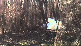 Tree vs shockwave explosive