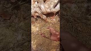 duck Farm 792002002