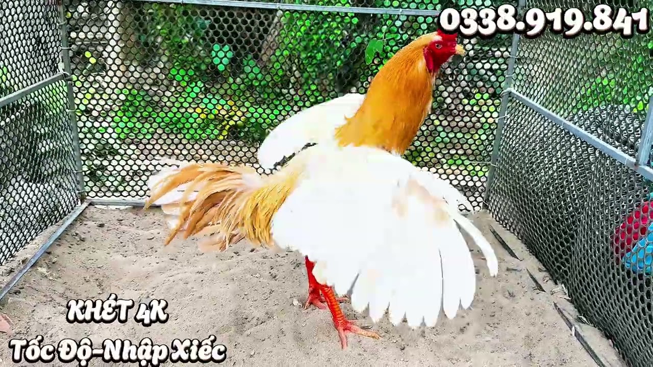 2/3/2026 #top5 Em Nước Nuôi Sẵn Phục Vụ AE Chi Tiết LH SĐT:0338.919.841