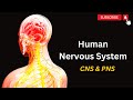 Human Nervous system EXPLAINED | Unlocking the Wonders of the Human Nervous System