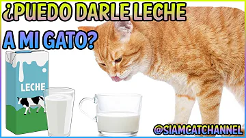¿Puedo darle leche a mi gato?