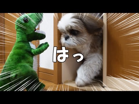 【早朝ドッキリ】シーズーの寝起きにドア開けたら恐竜がいた。やってみた。最後は新しい仲間と面と向かって仲良くお話してました。【シーズーVlog】