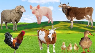 Fun Farm Animals - Cow, Duck, Sheep, Pig, Chicken, Goat - Animal School