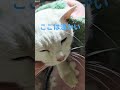 母ちゃんのそば#ねこのいる生活 #cat#秋ちゃん#ぬくぬく＃26.1.２６