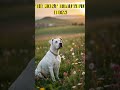 #TOP 10 - NAJKRAJŠÍCH PSOV NA SVETE! #youtube #shorts #shortsvideo #dog #puppy #fyp #reels