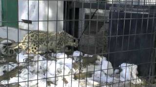 ユキヒョウの大移動