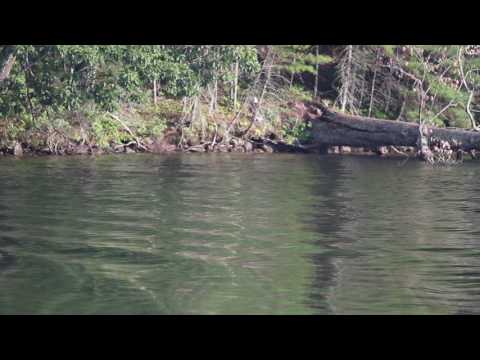 Bald eagle captures loon chick