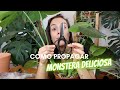 COMO PROPAGAR MONSTERA DELICIOSA - duas maneiras super simples de tirar mudas de COSTELA DE ADÃO