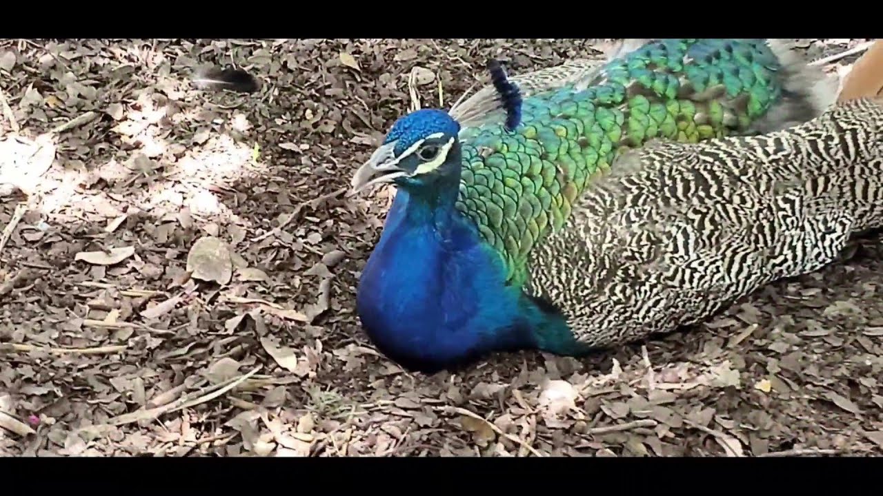 Peacock Park ATX,Texas / Nemali /Mayfield Beautiful Nature Preserve Park