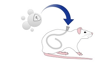 Treatment of a Rat Model of LPS-Induced ARDS via Peritoneal Perfusion of Oxygen Microbubbles
