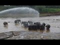 The big bath ! Elephant orphanage at Pinnawala in Sri Lanka