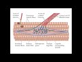 Структура и функции проприорецепторов